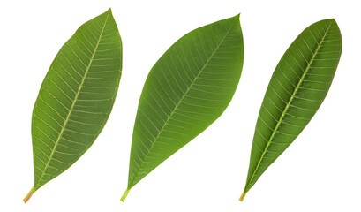 Plumeria leaf isolated on white background with clipping path.