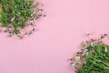 Bouquets of wildflowers on a pink background, copy space