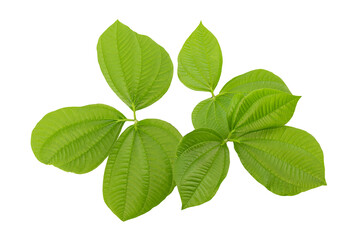 Pueraria mirifica green leaves isolated on white background with clipping path.