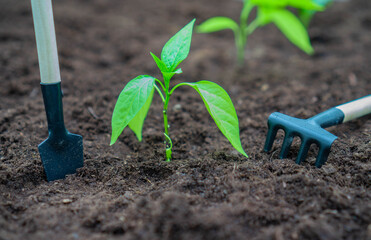 A small sprout in a bed of dark soil next to gardening tools. Shovel and rake.