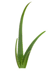 Obraz premium Aloe vera plant isolated on white background