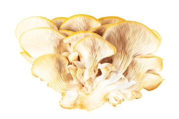 oyster mushroom close up isolated on white background