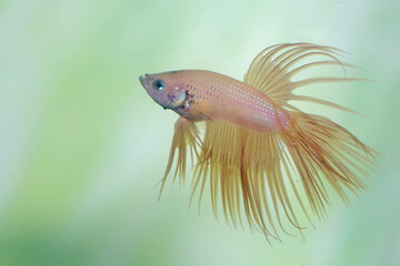 A betta fish (Betta sp) type of crowntail is swimming gracefully.