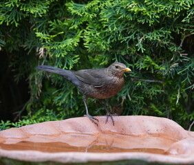 blackbird at the bird bath,amsel an der vogeltränke
