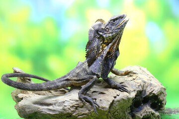 Soa Payung also known as the frilled lizard or frilled dragon is showing a threatening expression....