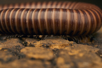 Details of a brown millipede on a tree