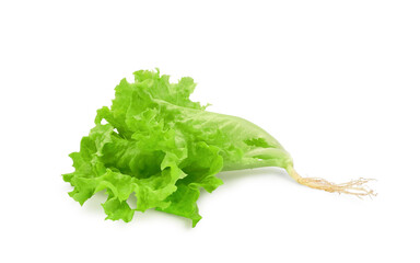 Fresh lettuce with root isolated on white background	     