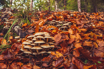 Tiny mushrooms in autumn forest