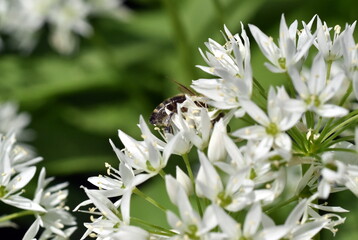 Biene auf einer Bärlauchblüte