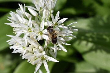 Biene auf einer Bärlauchblüte