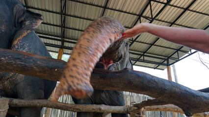 Elephants eat watermelons from the hands of a girl. Trying to smell the camera. The trunk, tongue, and mouth are clearly visible. Sparse hair. Very large animals in the aviary. Phuket Island.