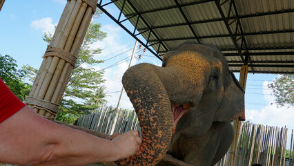 Elephants eat watermelons from the hands of a girl. Trying to smell the camera. The trunk, tongue, and mouth are clearly visible. Sparse hair. Very large animals in the aviary. Phuket Island.
