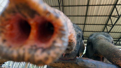 Elephants try to sniff the camera with their trunk. Very large animals in a wooden enclosure. Sparse hair on trunk and trunk. They open their mouth and show their tongue. They eat grass, watermelon