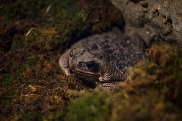 Toad in the moss