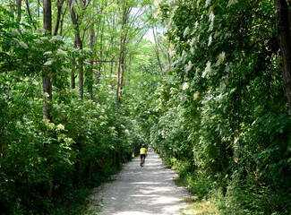 footpath in the park