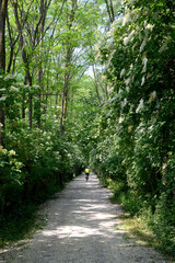 path in the forest