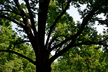 trees in the park