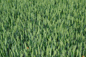green wheat field