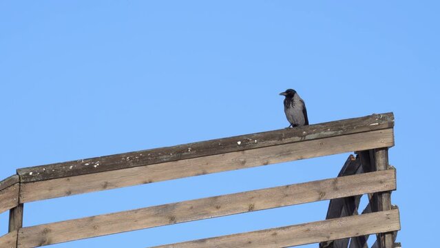 Crow corvus cornix sitting on wooden fence at a sunny day with sharp clear blue sky background - Static low angle clean frame with only sky in background
