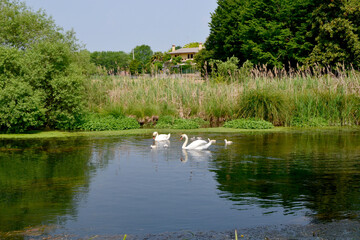 swan on the lake