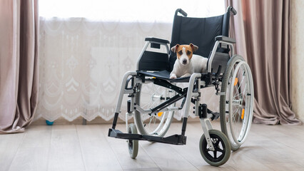 Fototapeta premium Jack Russell Terrier dog sits in a wheelchair. A devoted friend is waiting for the owner.