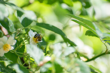 bee on a white flower blossom