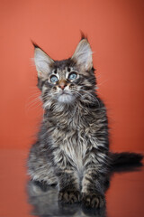 Maine Coon kitten on a red background. Cat portrait in studio
