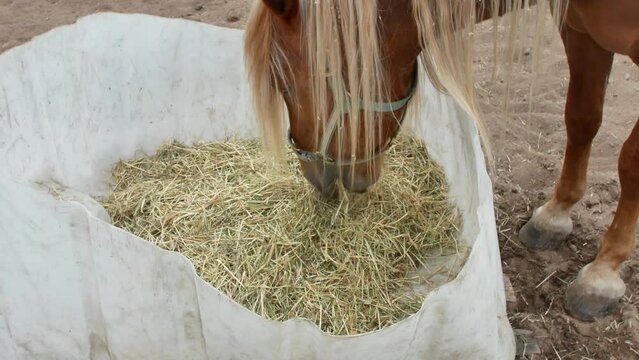 horse eating hay in paddock