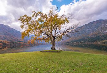 Lonely autumn tree by the lake