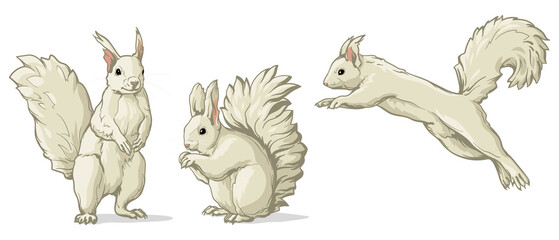 White squirrel in different poses. Vector illustration of a squirrel isolated on a white background.