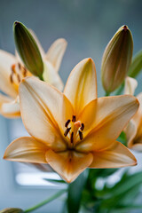 lily flower in a vase near the window