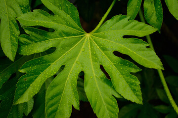 水滴　雨天　ヤツデの葉
