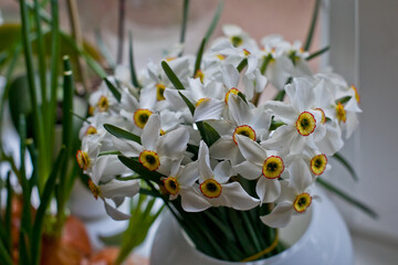 white narcissus flower in a white vase near the window