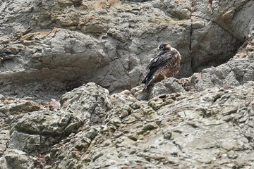 baby of peregrine falcon on a cliff
