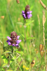 野花の上にミツバチがいます