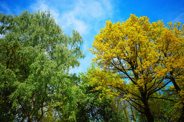 Fototapeta premium Green vs yellow: summer vs autumn landscape