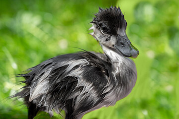Nasses Rostgansküken