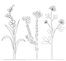 flowers sketch, outline, isolated, vector