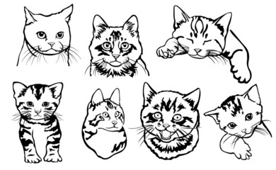 Fototapeta na wymiar set of cat and kitty line art