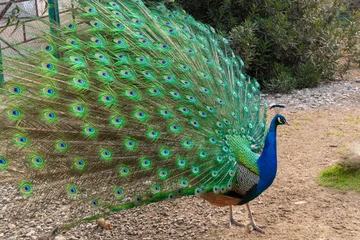 Foto op Aluminium The peacock spread its beautiful tail in the bird's yard. The fairy-tale firebird peacock. © Elena Tcykina
