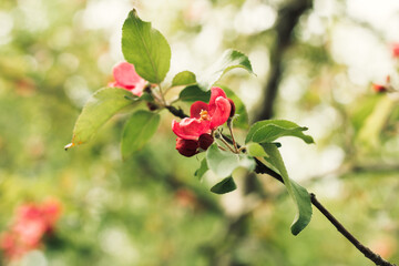 Red blooming apple tree flowers on branches close-up