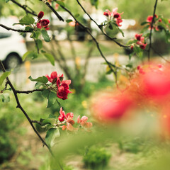 Fototapeta na wymiar Branches with blooming red flowers of the apple tree, selective focus