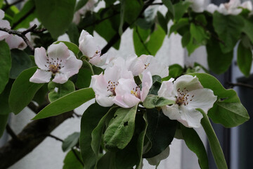 Blüten, Baum, Quitte, Quittenblüte