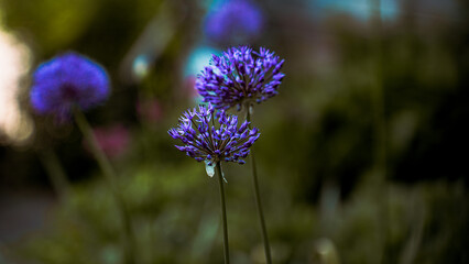 Purple Flower in the field