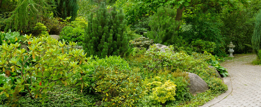 Garden with magnolias, rhododendrons, coniferous trees and paths for walking. Wide photo .