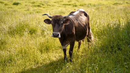 Cute brown cow on a pasture at organic farm
