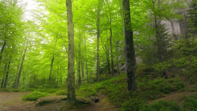Green forest plant wood tree sun rays morning beautiful scenic view magical nature mountains