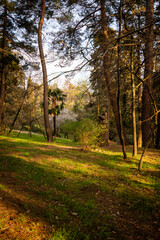 Fototapeta premium Spring park, old trees, young leaves appear on the trees