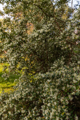 Spring park, old trees, young leaves appear on the trees