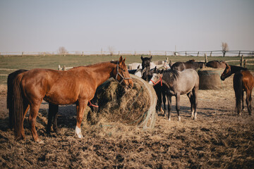 Konie na polu